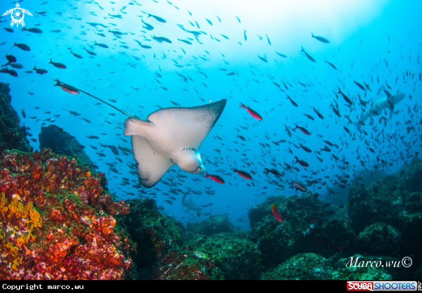 A eagle ray 