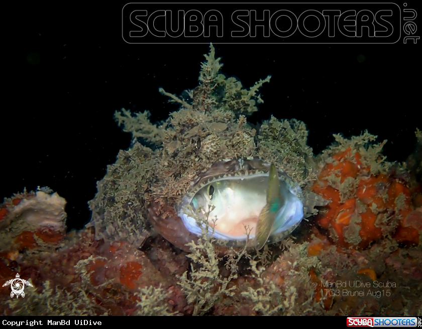 A Scorpionfish