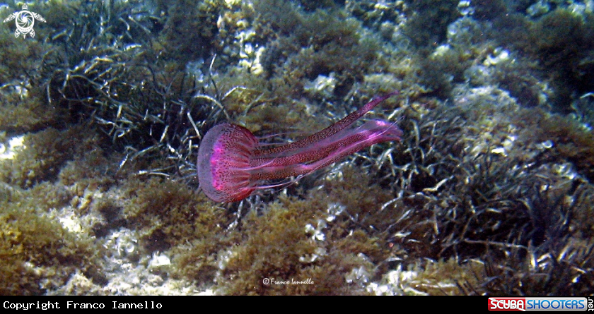 A Jellyfish