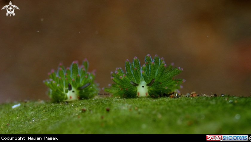 A costasiella