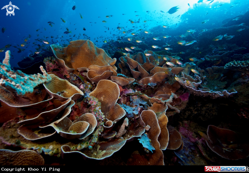 A Corals