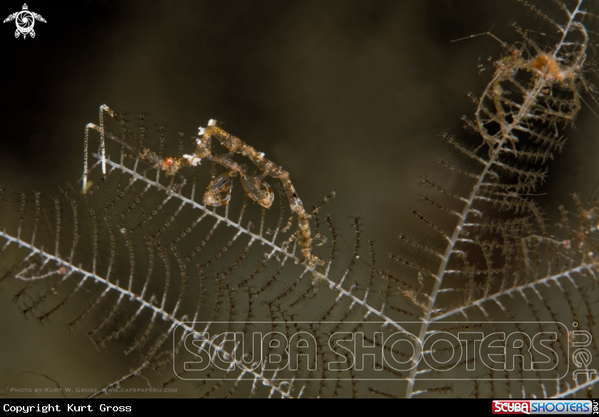 A Skeleton Shrimp