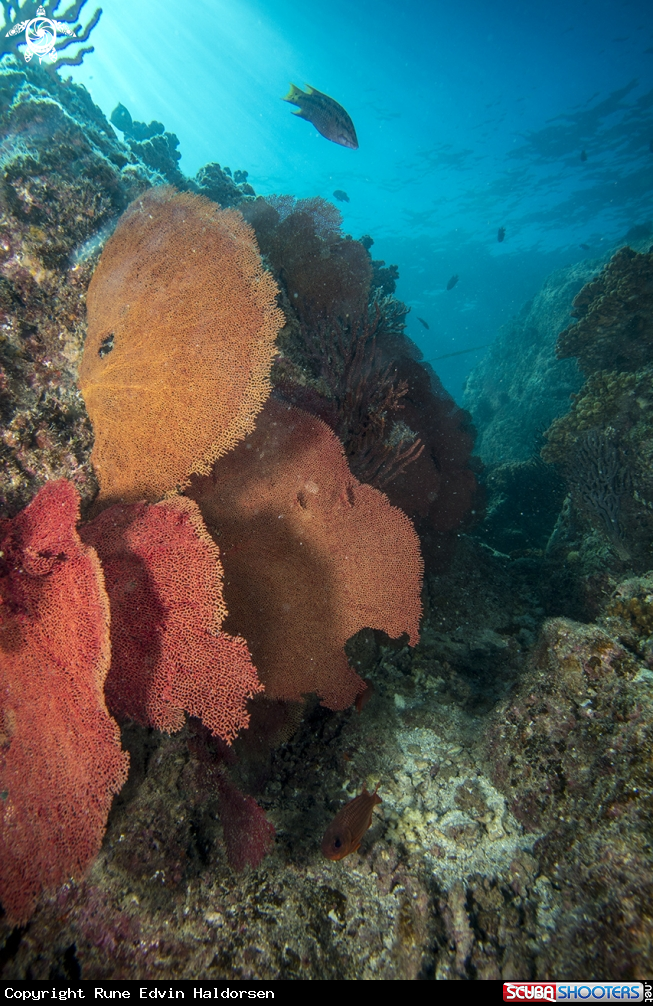 A Coral reef