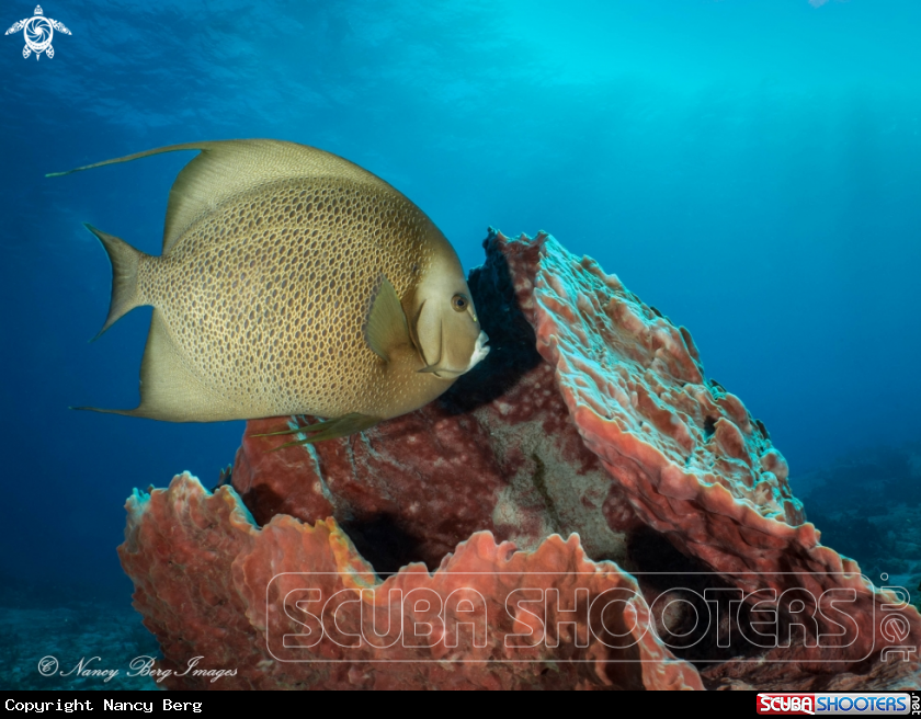 A Gray Angel Fish