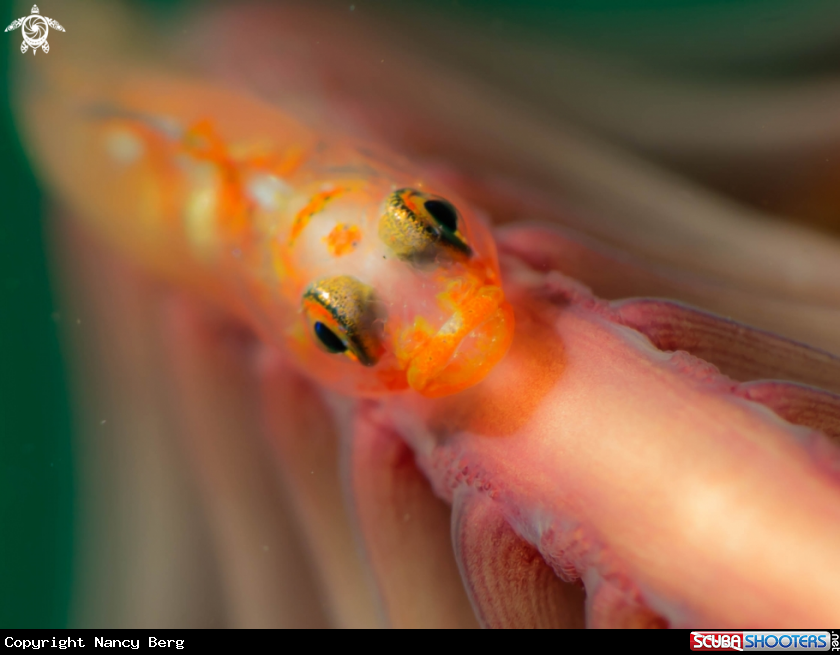 A Whip Goby