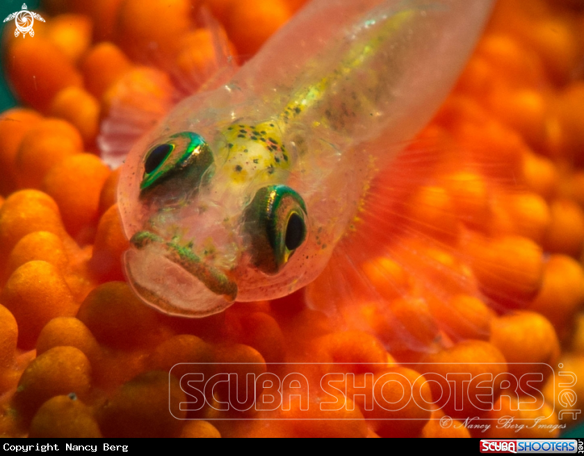 A Goby