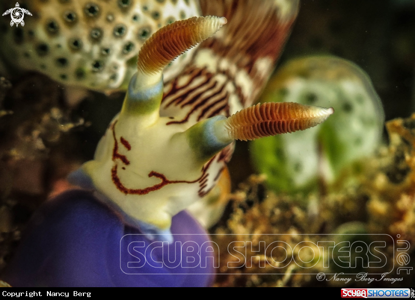 A Nudibranch