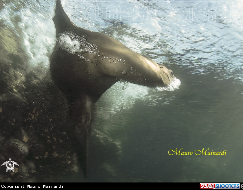 A Sealion