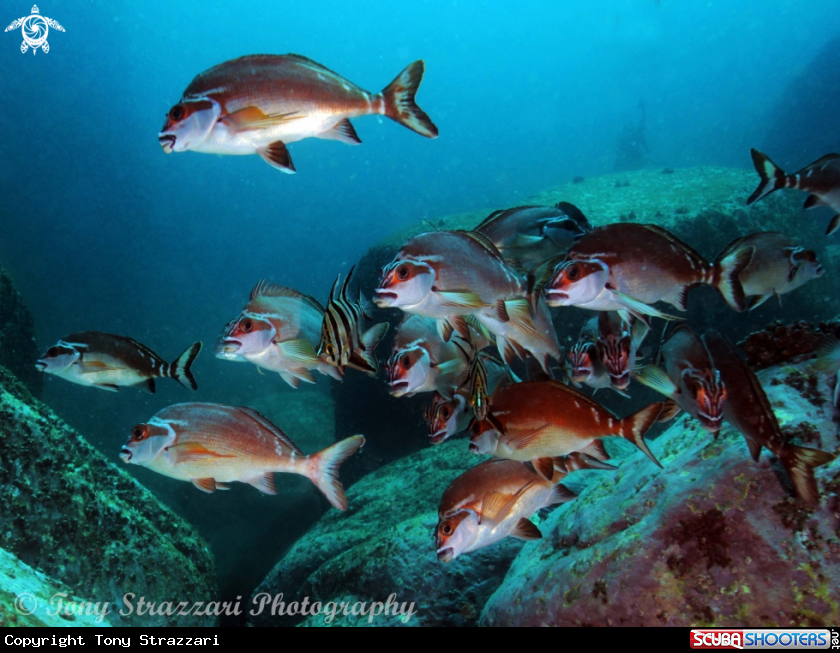 A Old wives with red morwong