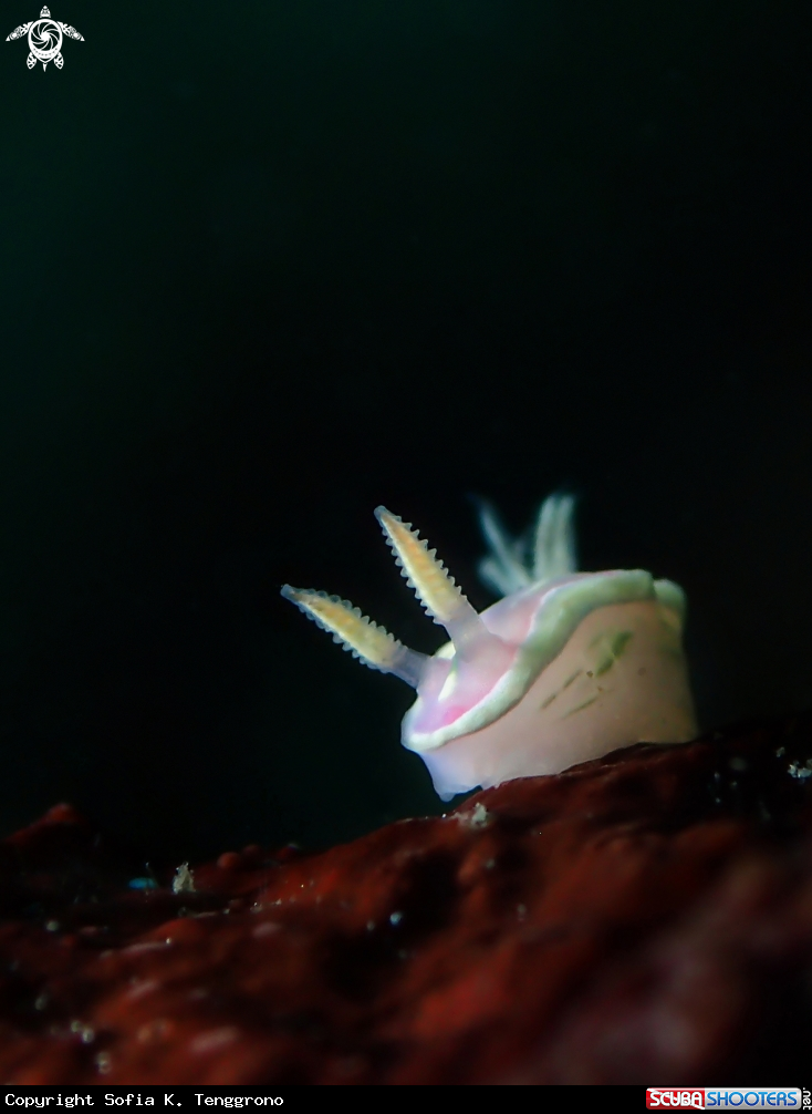 A Nudibranch