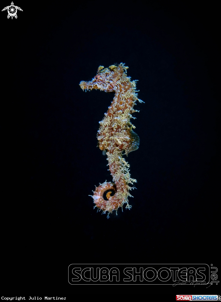 A Hippocampus hippocampus