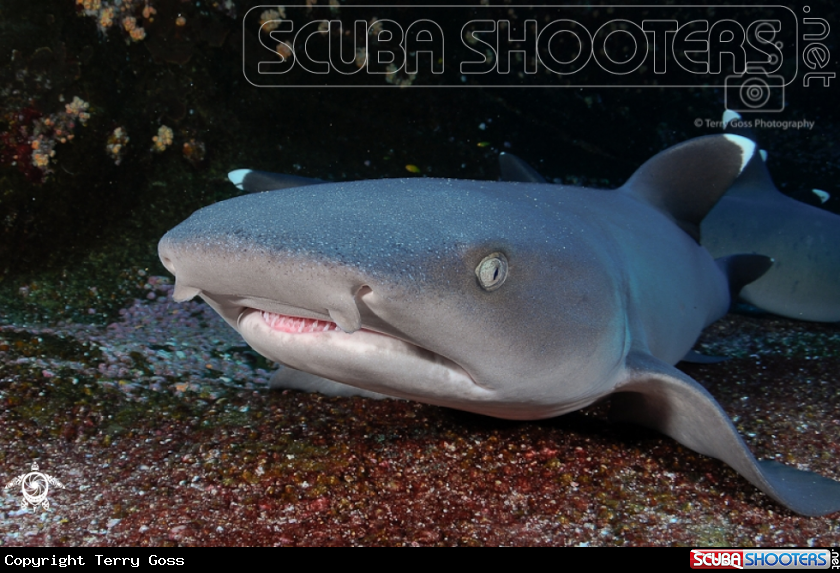 A whitetip reef shark