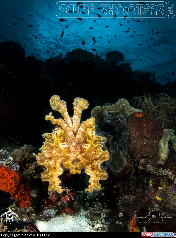 A Cuttlefish