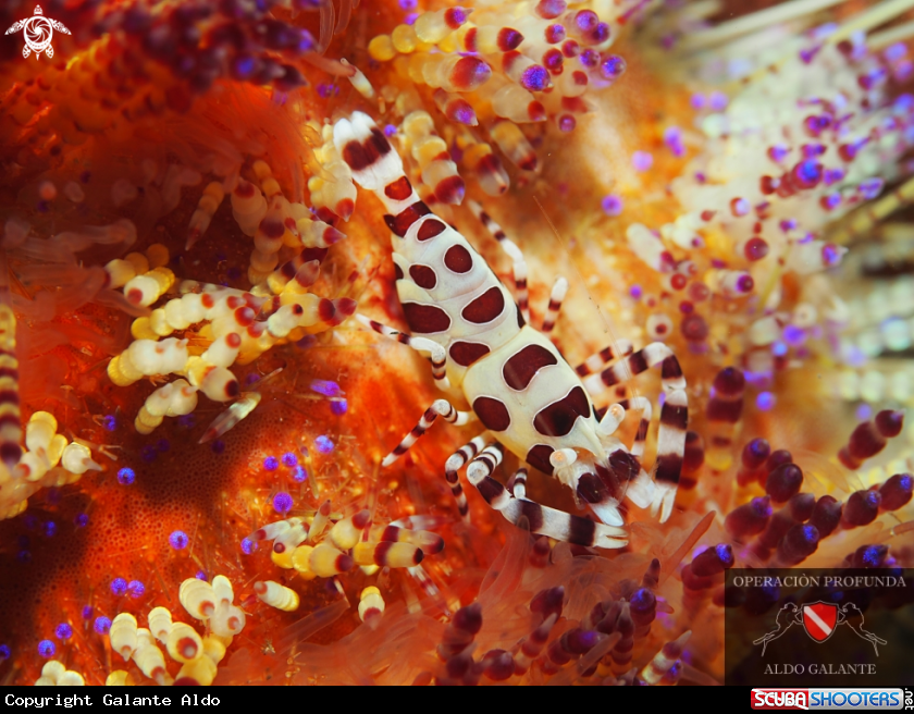 A Coleman Shrimp 