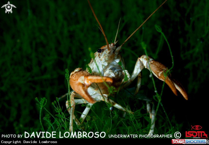 A lake shrimp