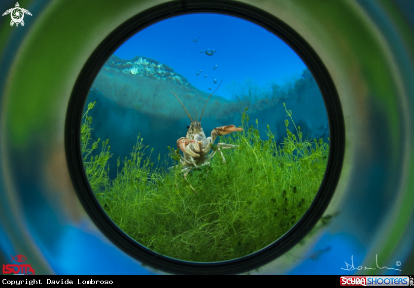 A special effect on lake shrimp