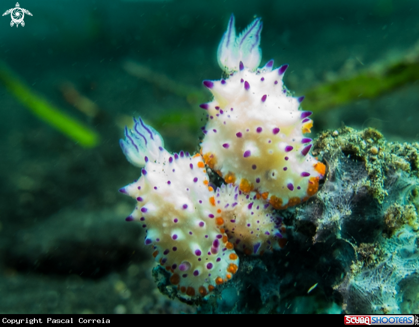 A Mexichromis à papilles pourpres