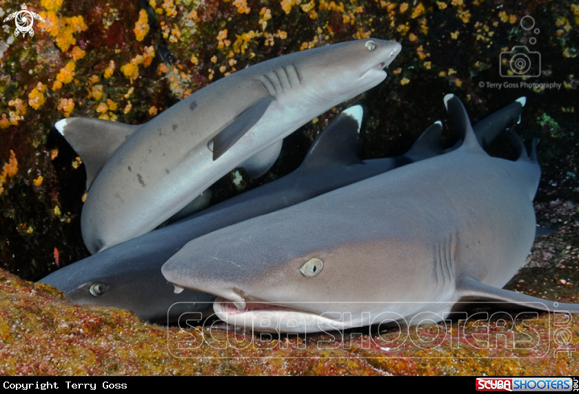A whitetip reef shark