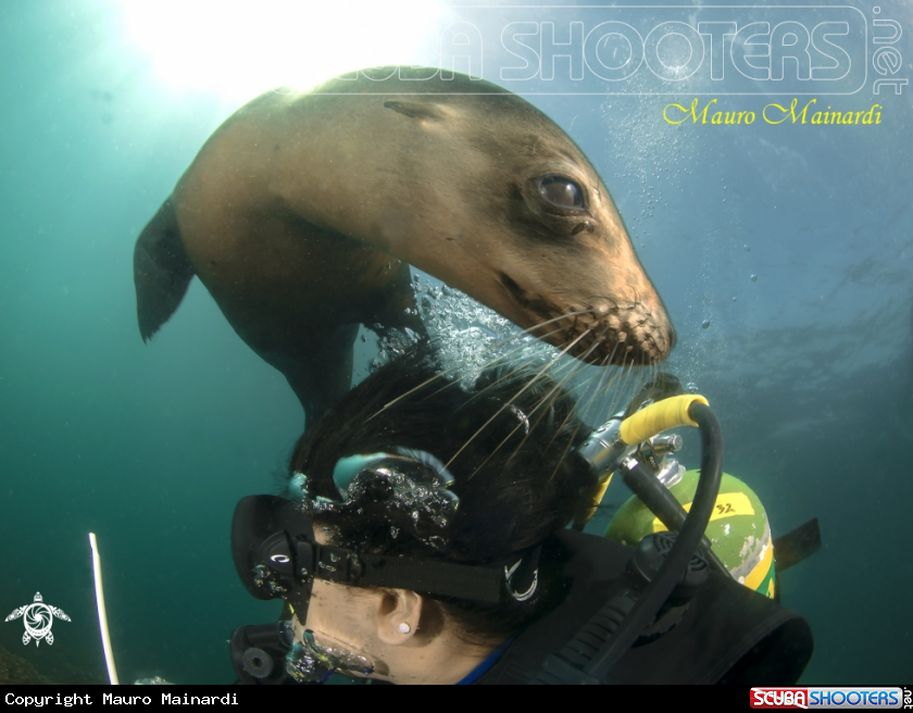 A Sealion