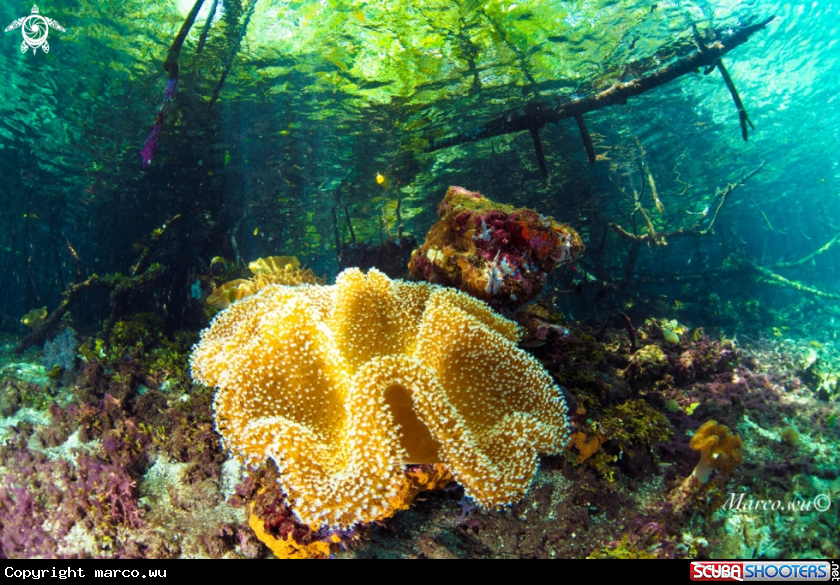 A Coral 