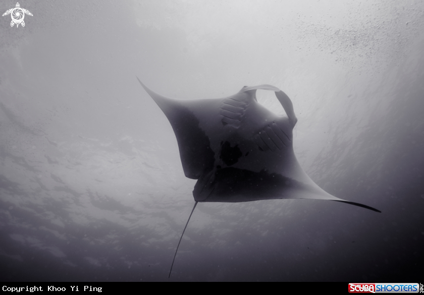 A Manta Ray