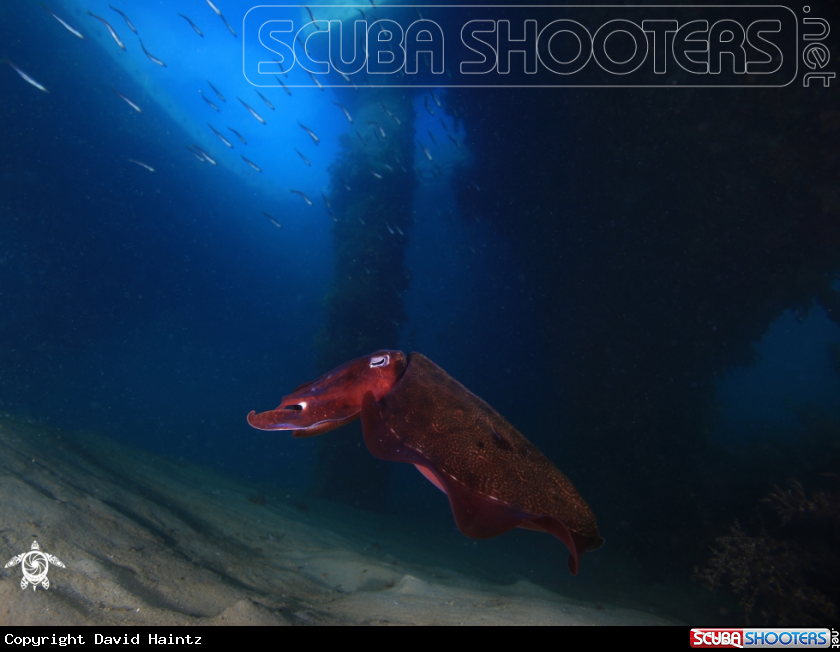A Cuttlefish