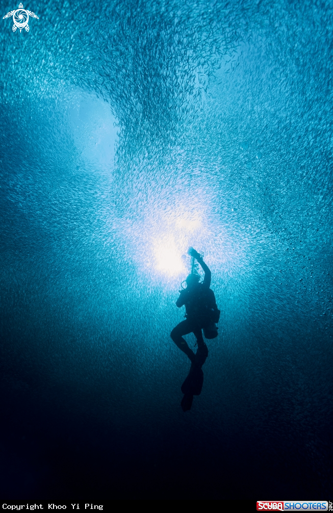 A Silversides