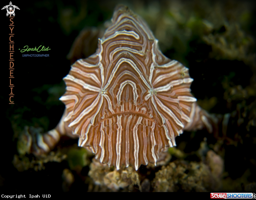 A Psychedelic frogfish