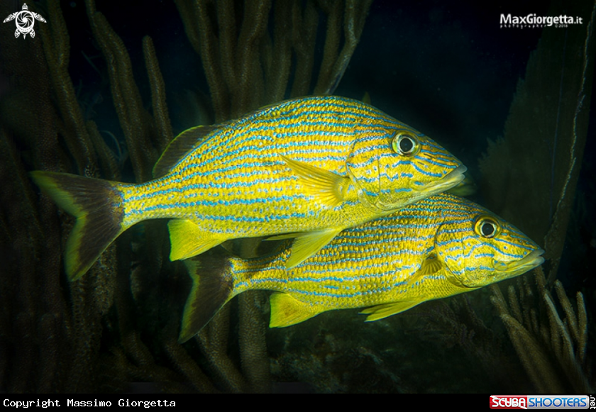 A fish