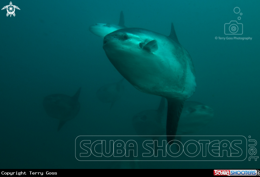 A Pacific sunfish/mola mola