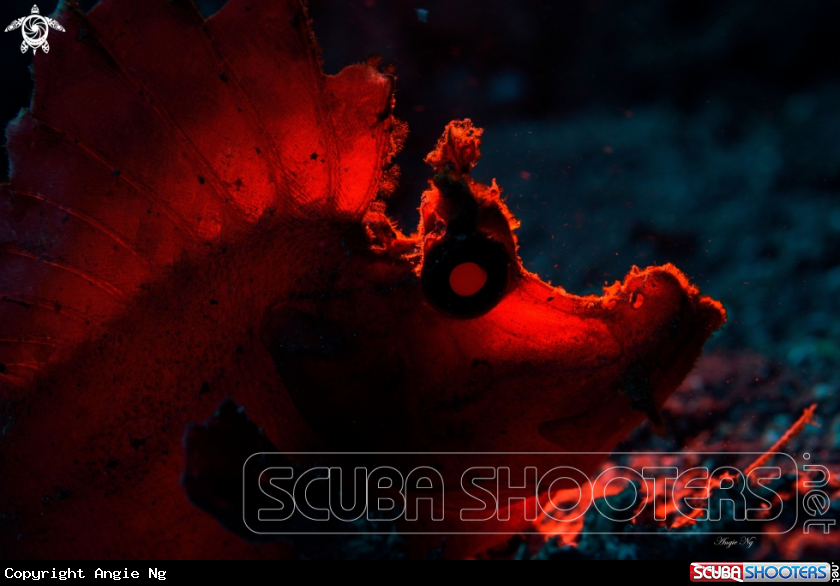 A Paddle - Flap Scorpionfish