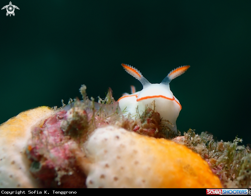 A Nudibranch