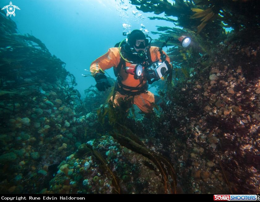 A Kelp Forest