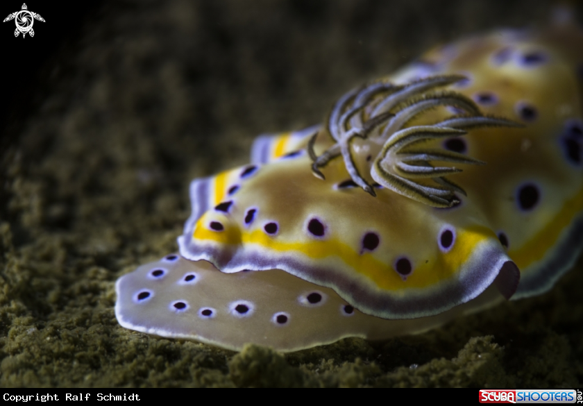 A Goniobranchus geminus