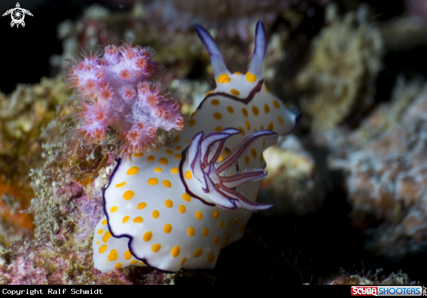 A Goniobranchus annulatus