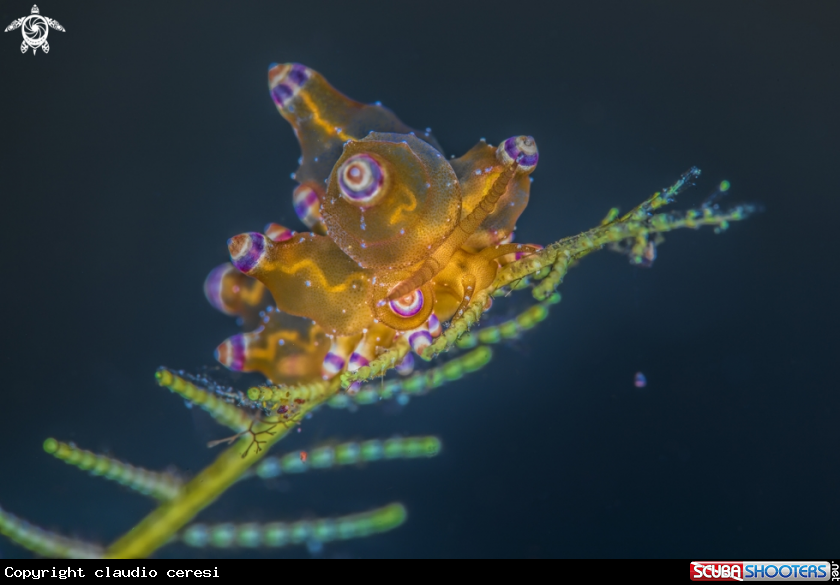 A Eubranchus sp.