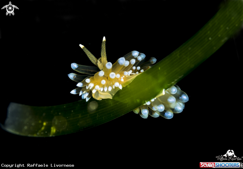 A Janolus