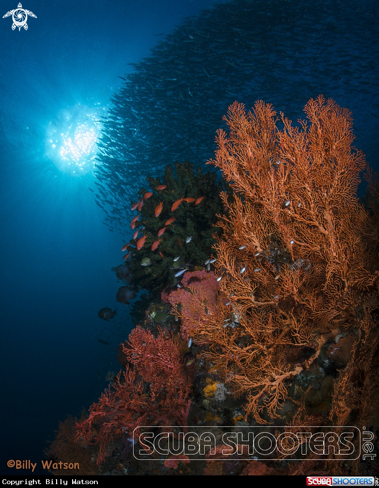 A Gorgonian Sea Fan
