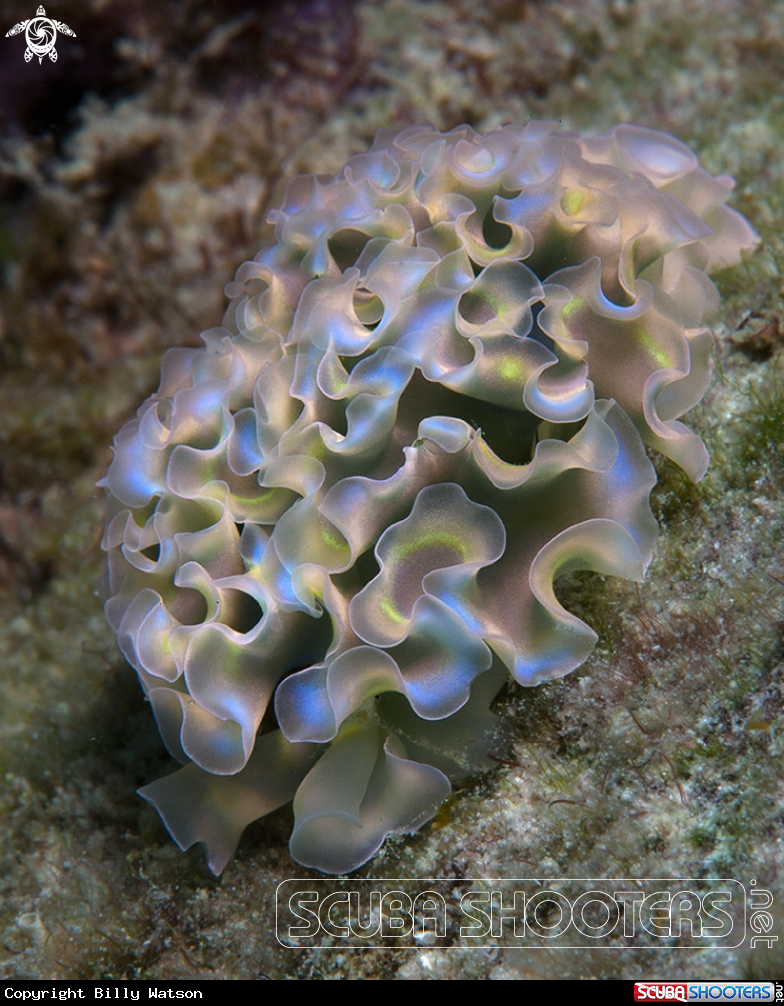 A Lettuce Sea Slug