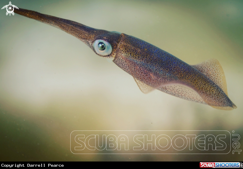 A Squid