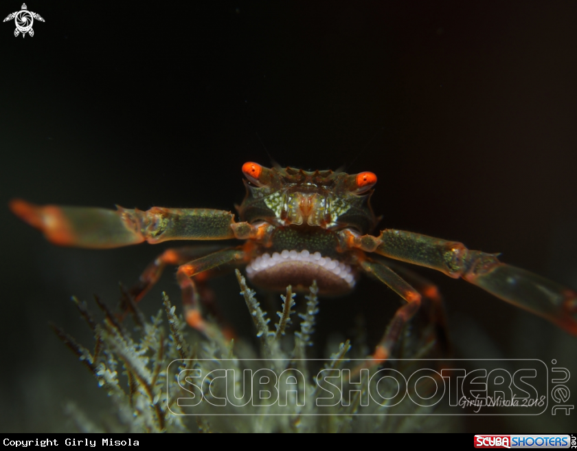 A Black coral crab