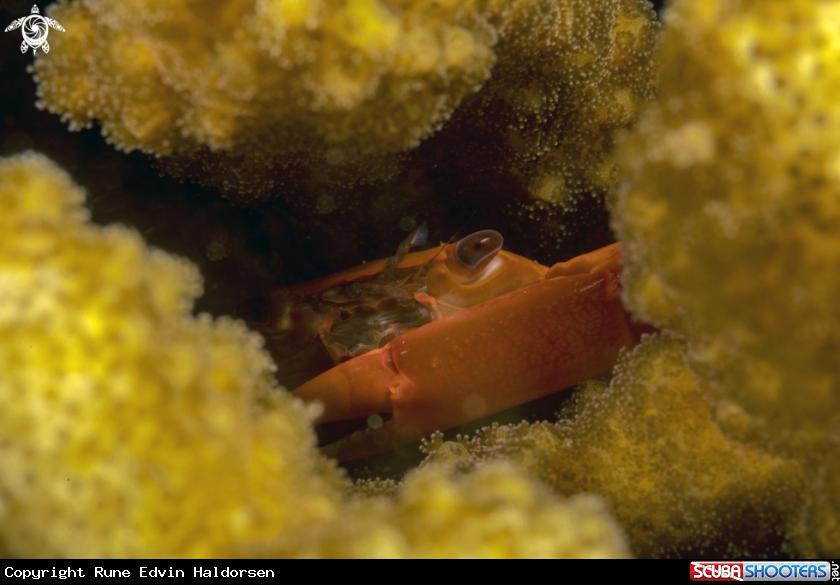 A Crab