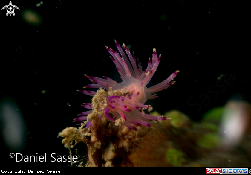 A Red lined Flabellina