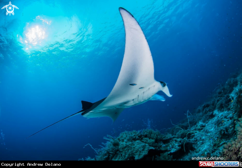 A Manta Ray