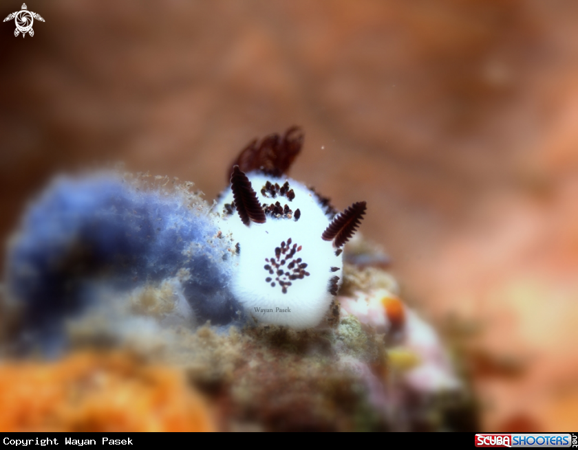 A Joruna funebris