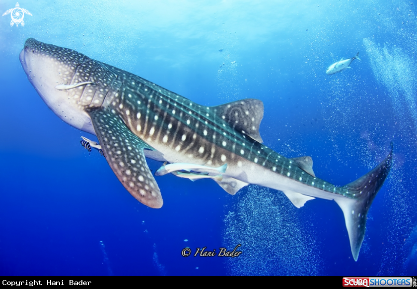 A whale shark