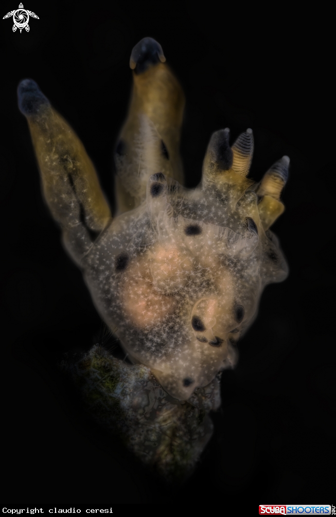 A Pikachu 