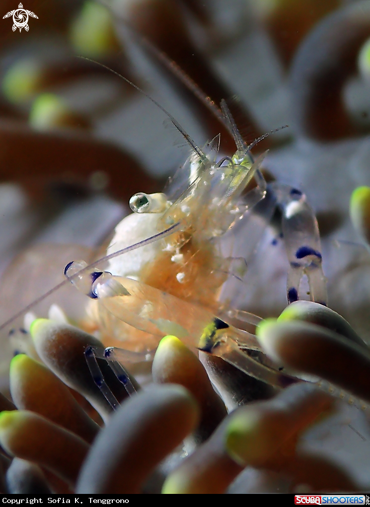 A Peacock-tail anemone shrimp