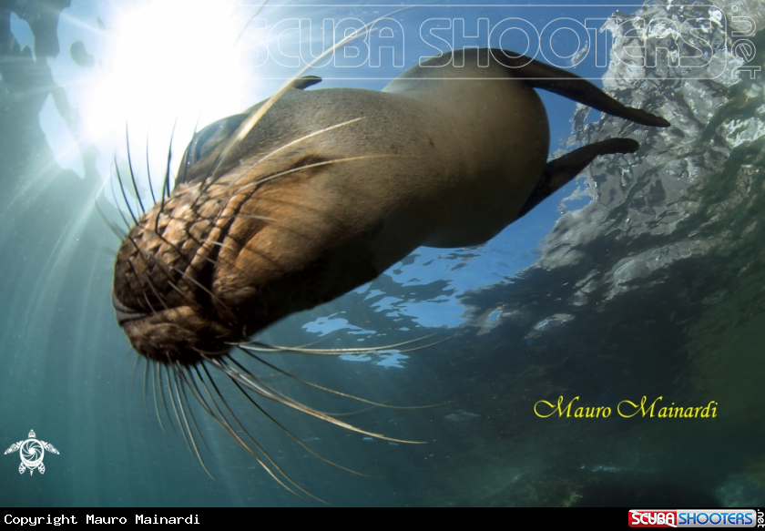 A Sealion