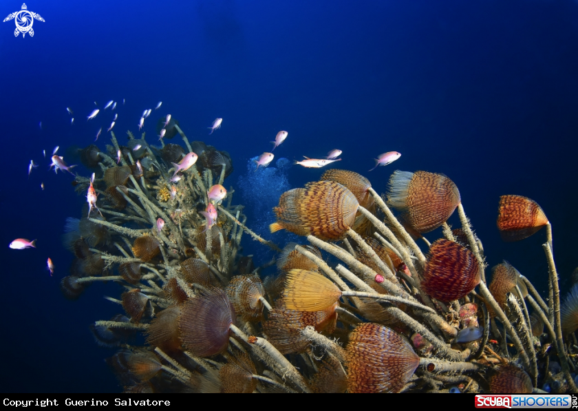A Sabella spallanzanii